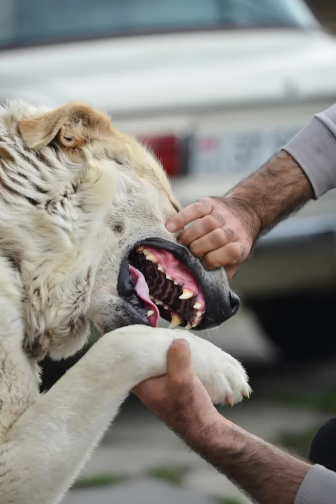 Medina dog bite attorney