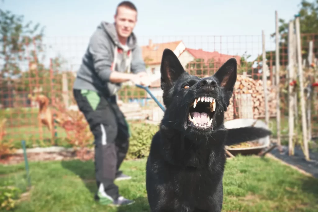 Medina dog bite lawyer