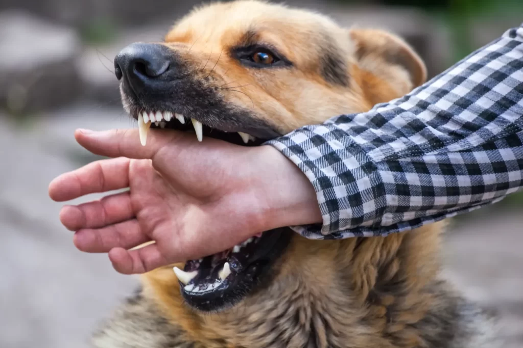 dog bite attorney