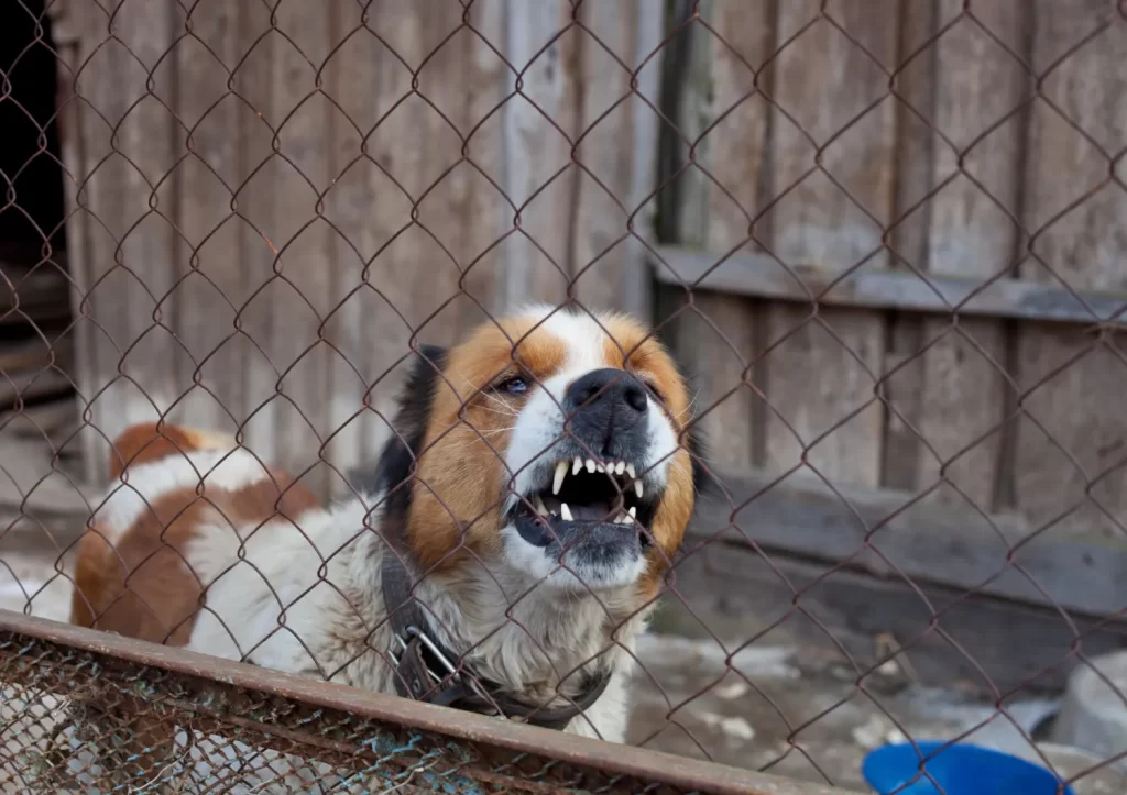 Medina dog bite lawyer