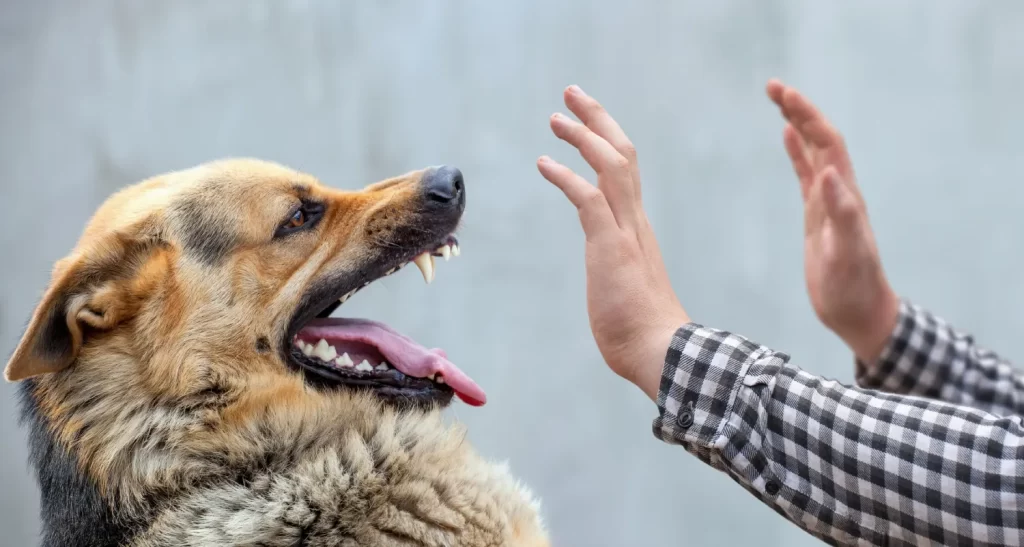 dog bite attorney